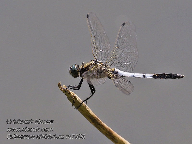 Orthetrum albistylum