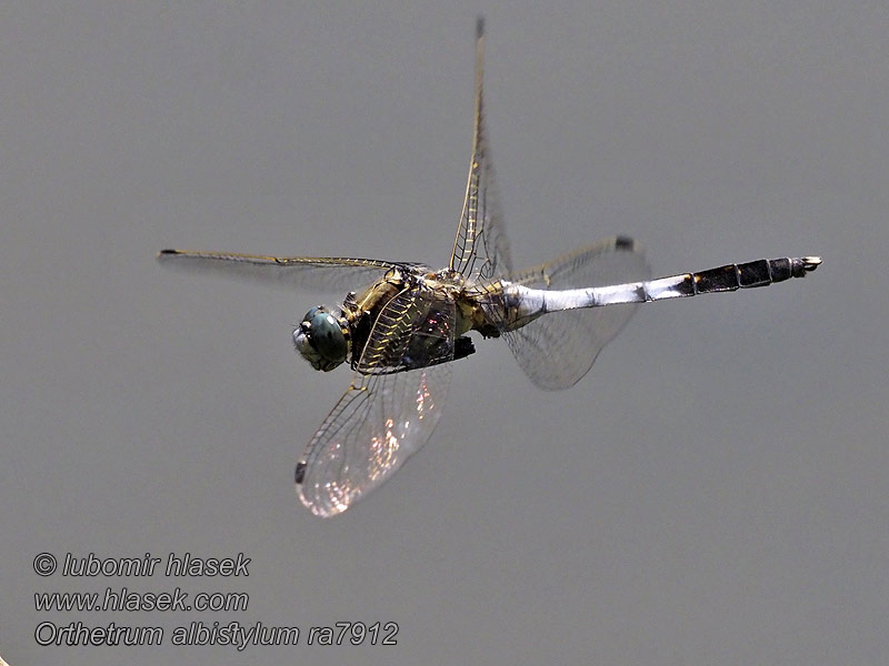 Orthetrum albistylum