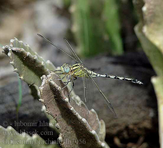 Orthetrum brachiale Strong Skimmer