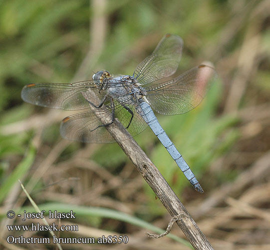 Orthetrum brunneum Orthétrum brun Стрекоза коричневая Рівночеревець коричневий Southern Skimmer Sinji modrač Pataki szitakötő Gewone oeverlibel Lecicha południowa Südlicher Blaupfeil Vážka hnědoskvrnná