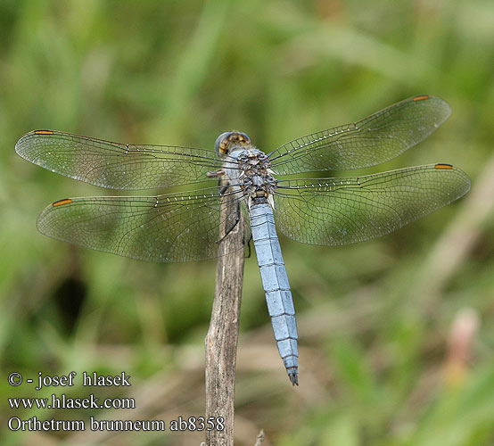 Orthetrum brunneum Стрекоза коричневая Рівночеревець коричневий Southern Skimmer Sinji modrač Pataki szitakötő Gewone oeverlibel Lecicha południowa Südlicher Blaupfeil Vážka hnědoskvrnná Orthétrum brun