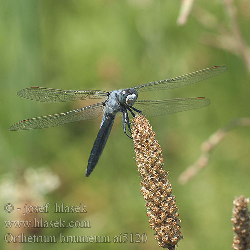 Orthetrum brunneum Gewone oeverlibel Lecicha południowa Südlicher Blaupfeil vážka hnědoskvrnná Orthétrum brun Стрекоза коричневая Рівночеревець коричневий Southern Skimmer