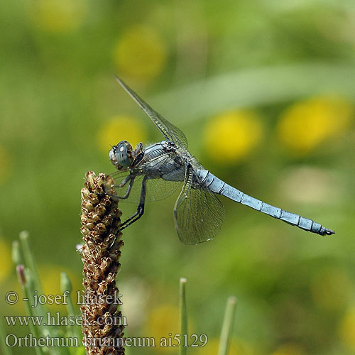 Orthetrum brunneum Südlicher Blaupfeil vážka hnědoskvrnná Orthétrum brun Стрекоза коричневая Рівночеревець коричневий Southern Skimmer Gewone oeverlibel Lecicha południowa