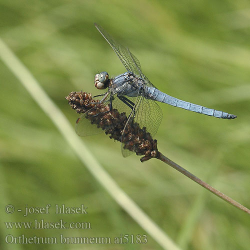 Orthetrum brunneum Lecicha południowa Südlicher Blaupfeil vážka hnědoskvrnná Orthétrum brun Стрекоза коричневая Рівночеревець коричневий Southern Skimmer