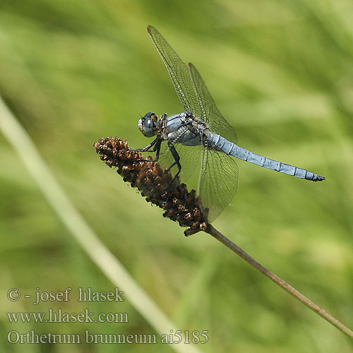 Orthetrum brunneum vážka hnědoskvrnná Orthétrum brun Стрекоза коричневая Рівночеревець коричневий Southern Skimmer Gewone oeverlibel Lecicha południowa Südlicher Blaupfeil