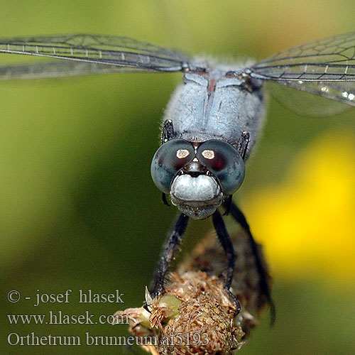 Orthetrum brunneum Стрекоза коричневая Рівночеревець коричневий Southern Skimmer Gewone oeverlibel Lecicha południowa Südlicher Blaupfeil vážka hnědoskvrnná Orthétrum brun
