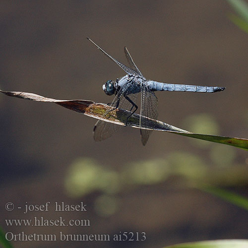 Orthetrum brunneum Southern Skimmer Gewone oeverlibel Lecicha południowa Südlicher Blaupfeil vážka hnědoskvrnná Orthétrum brun Стрекоза коричневая Рівночеревець коричневий