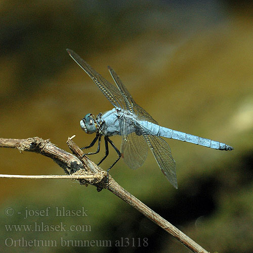 Orthetrum brunneum al3118