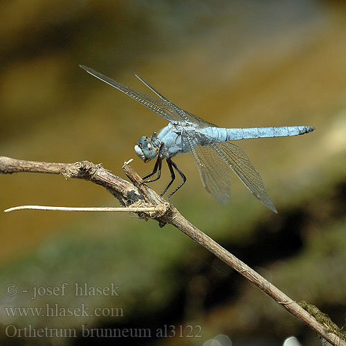 Стрекоза коричневая Рівночеревець коричневий Southern Skimmer Sinji modrač Pataki szitakötő Orthetrum brunneum Gewone oeverlibel Lecicha południowa Südlicher Blaupfeil Vážka hnědoskvrnná Orthétrum brun