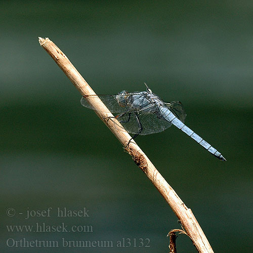 Southern Skimmer Sinji modrač Pataki szitakötő Orthetrum brunneum Gewone oeverlibel Lecicha południowa Südlicher Blaupfeil Vážka hnědoskvrnná Orthétrum brun Стрекоза коричневая Рівночеревець коричневий