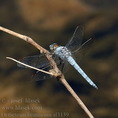 Orthetrum brunneum al3139