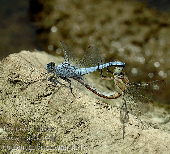 Orthetrum brunneum al3153