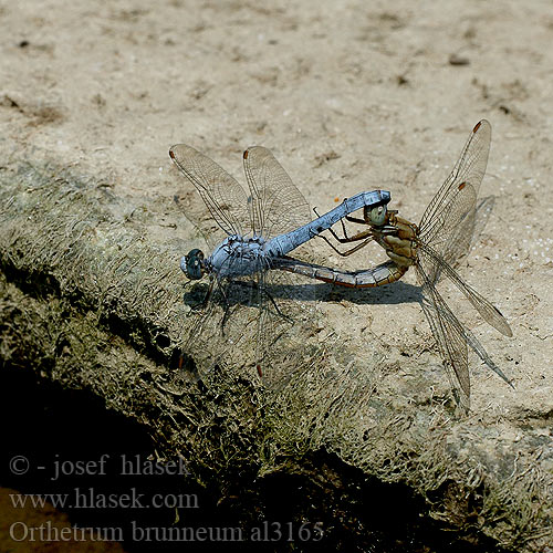 Orthetrum brunneum al3165