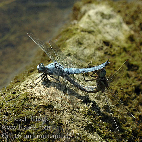 Orthetrum brunneum al3171