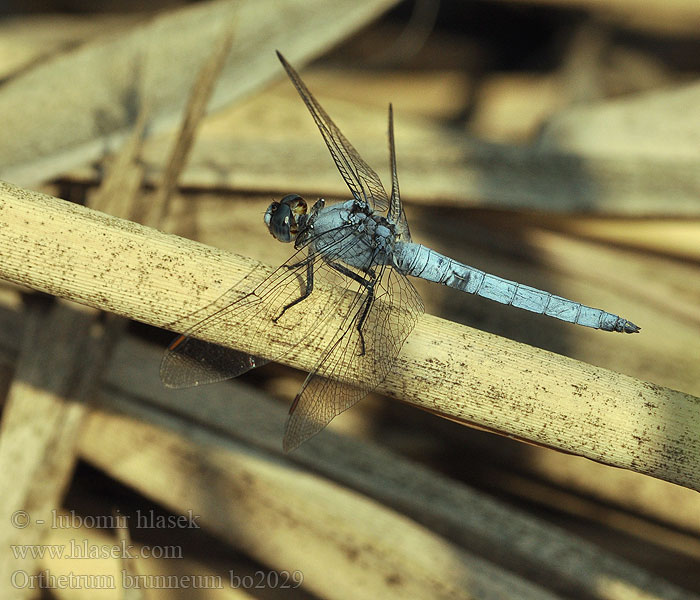 Orthetrum_brunneum_bo2029