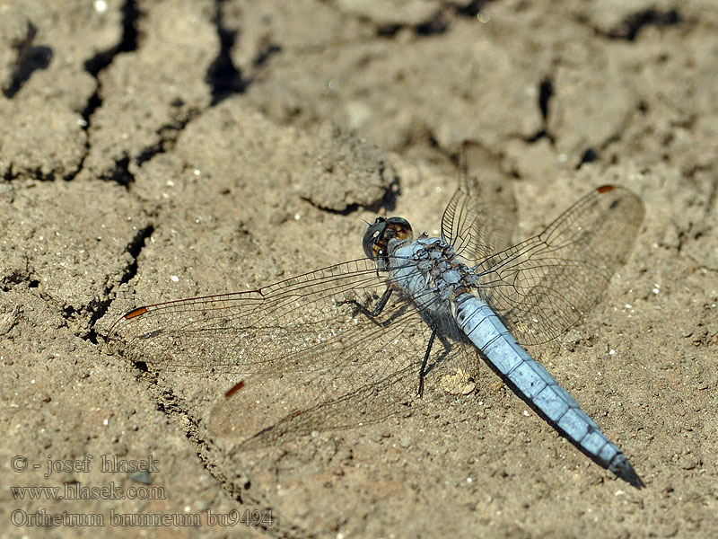 Gewone oeverlibel Orthetrum brunneum