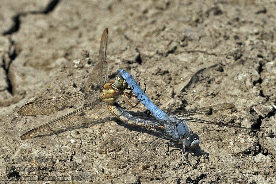 Lecicha południowa Orthetrum brunneum