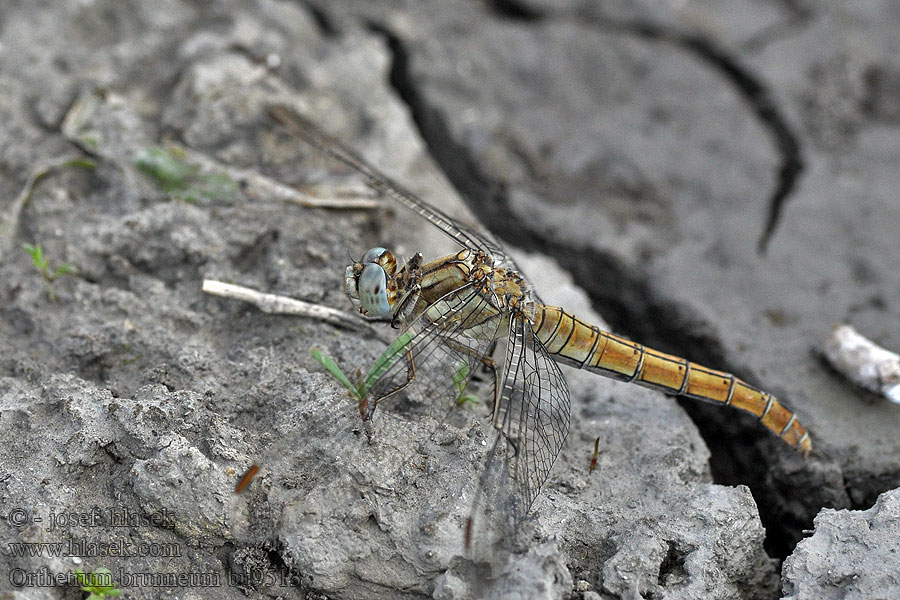 Südlicher Blaupfeil Orthetrum brunneum