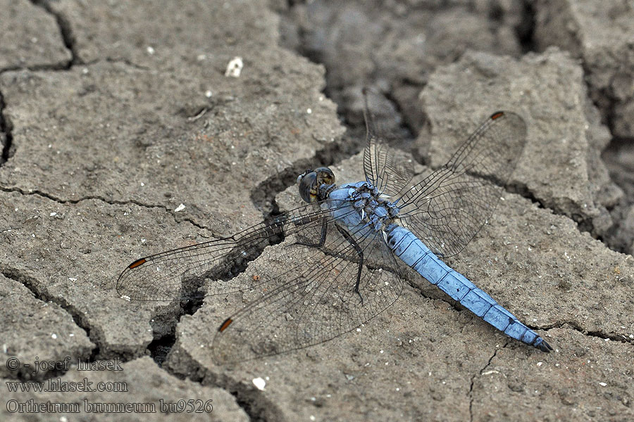 Vážka hnědoskvrnná Orthetrum brunneum