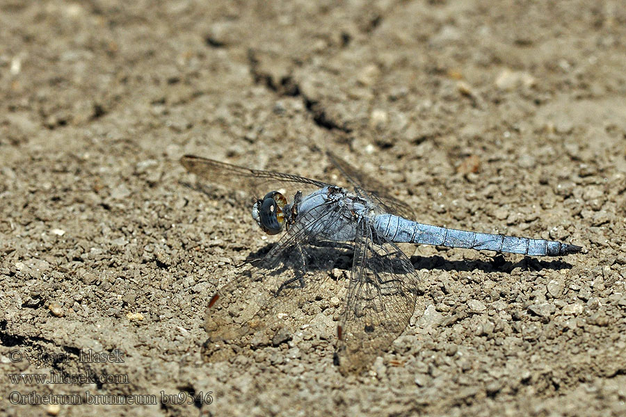 Orthétrum brun Orthetrum brunneum