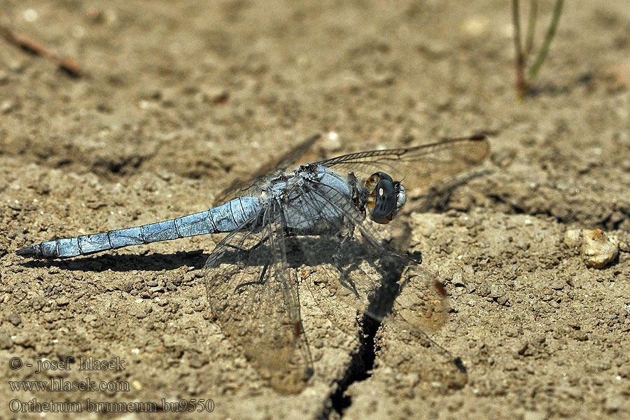 Стрекоза коричневая Orthetrum brunneum