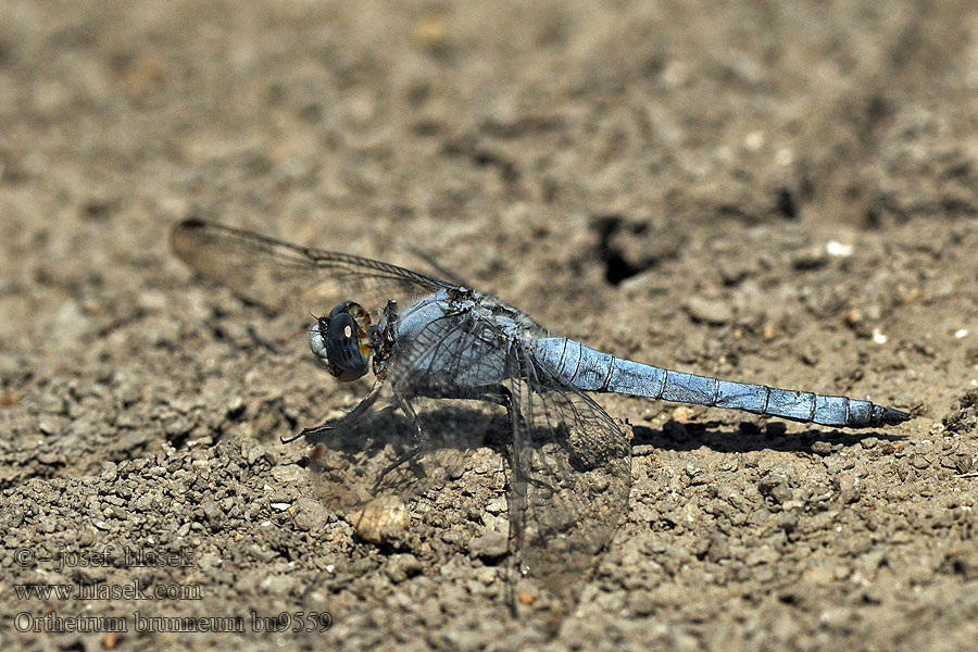 Рівночеревець коричневий Orthetrum brunneum