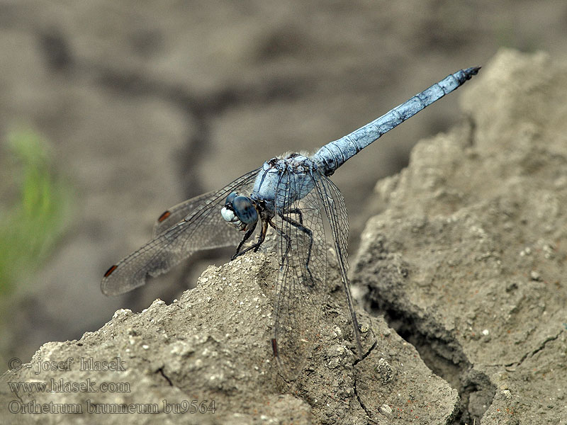 Southern Skimmer Orthetrum brunneum