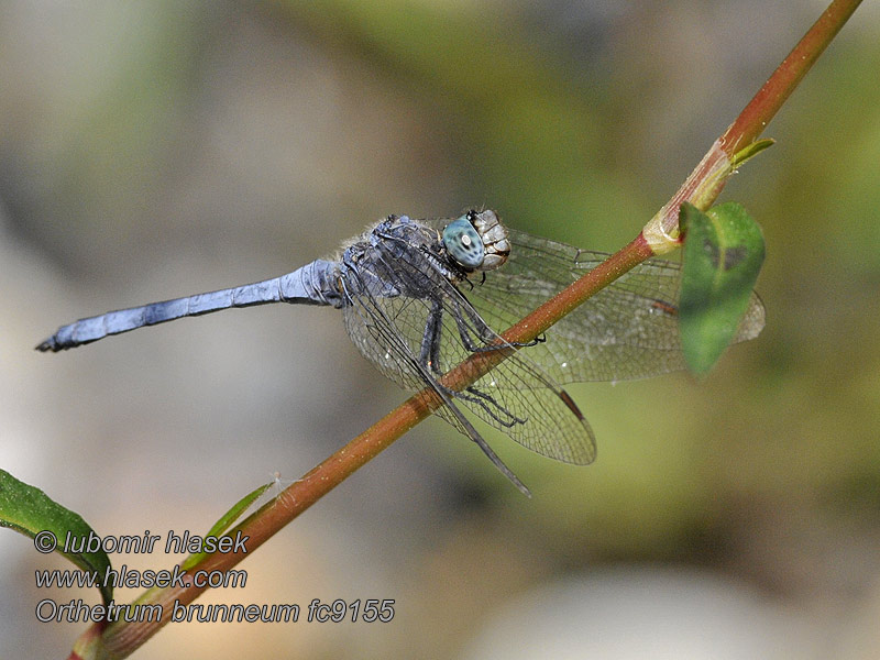 Sinji modrač Pataki szitakötő Orthetrum brunneum