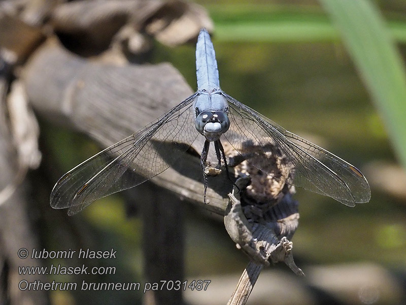 Pataki szitakötő Orthetrum brunneum