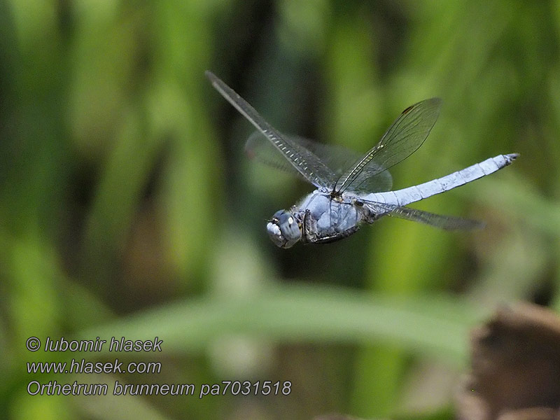 Orthetrum brunneum