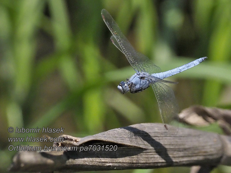 Orthetrum brunneum