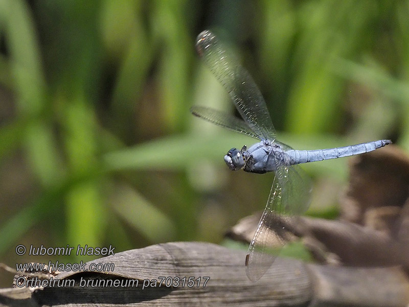 Orthetrum brunneum