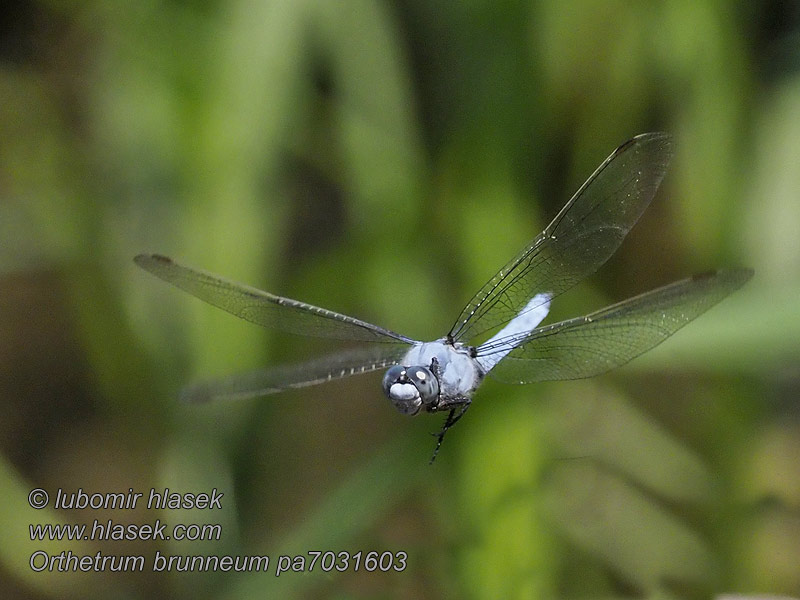 Orthetrum brunneum