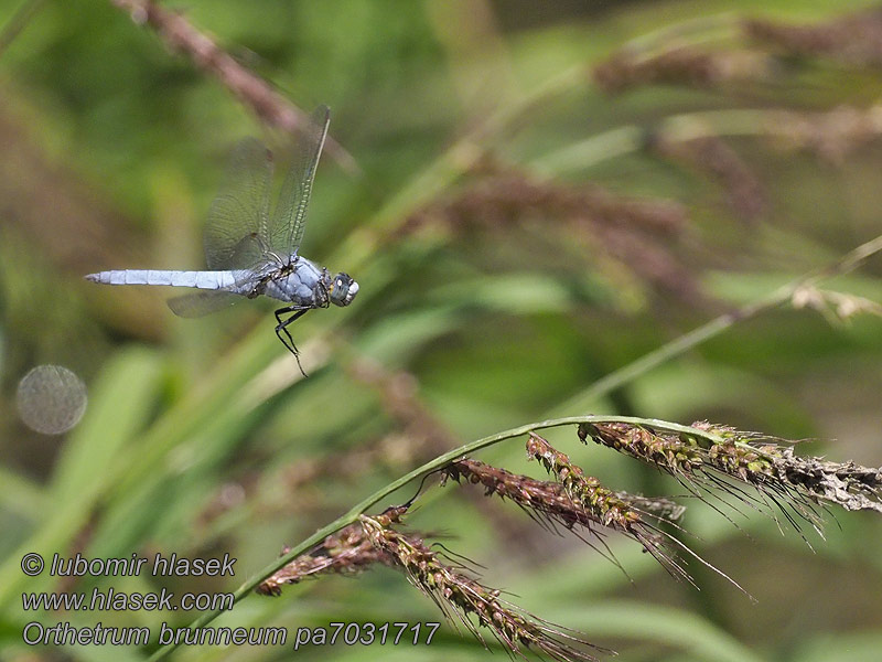 Orthetrum brunneum