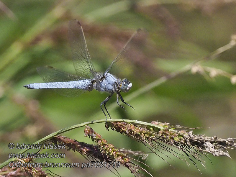 Orthetrum brunneum