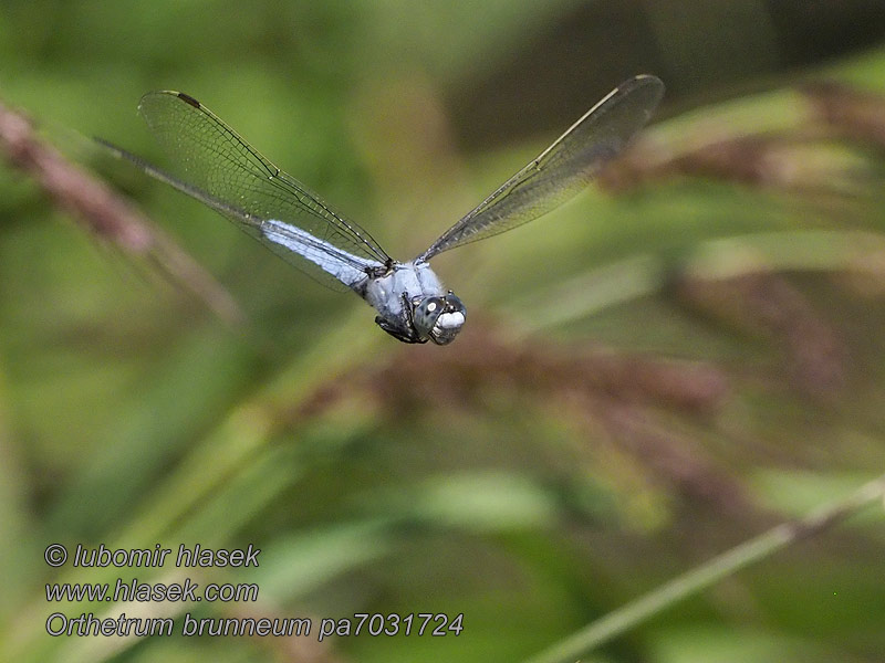 Orthetrum brunneum