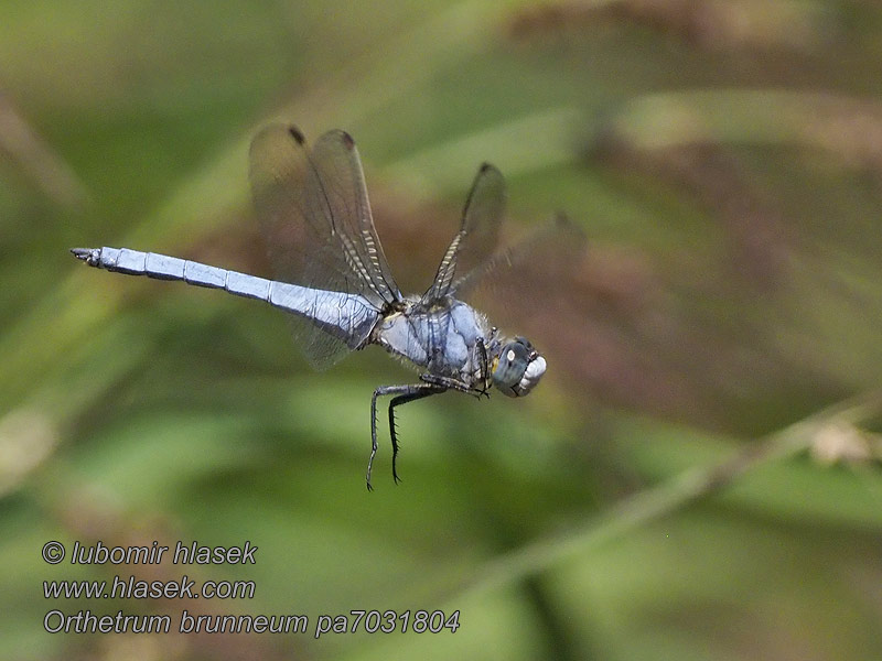 Orthetrum brunneum