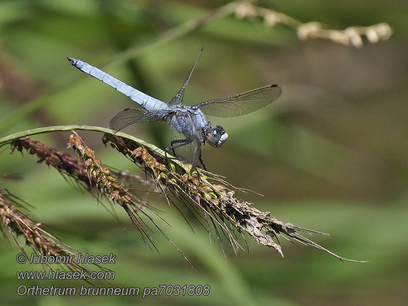 Orthetrum brunneum