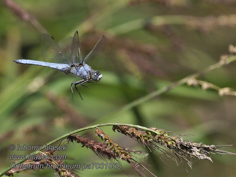 Orthetrum brunneum