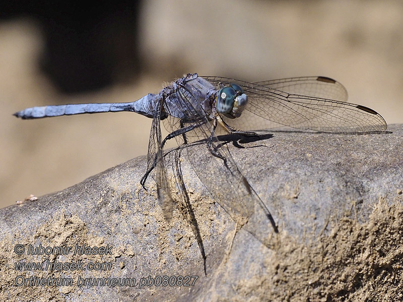 Orthetrum brunneum