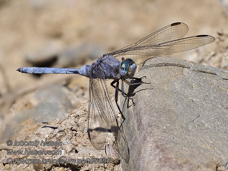 Orthetrum brunneum