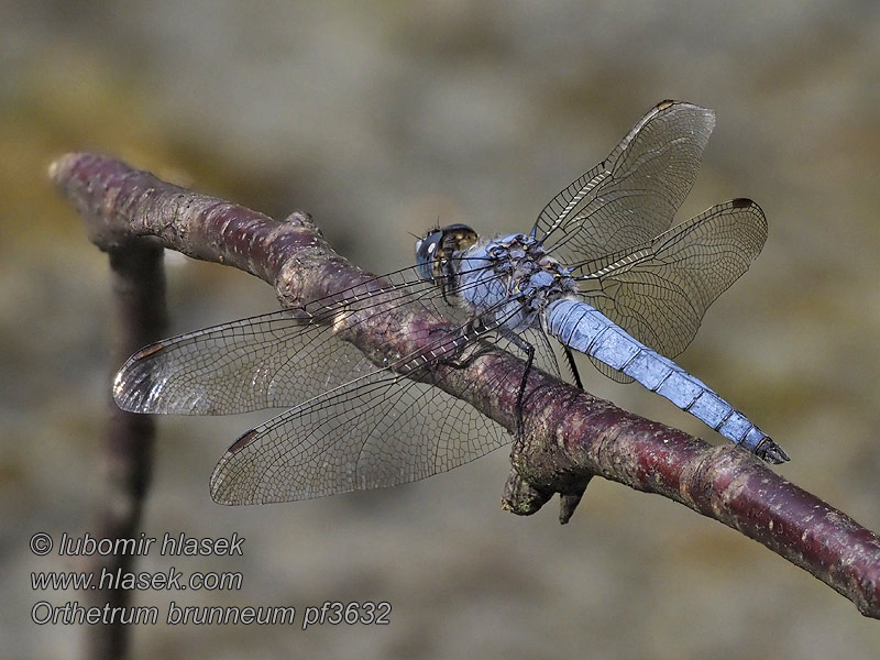 Orthetrum brunneum