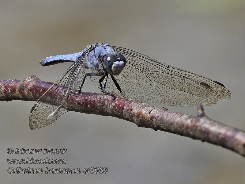 Orthetrum brunneum