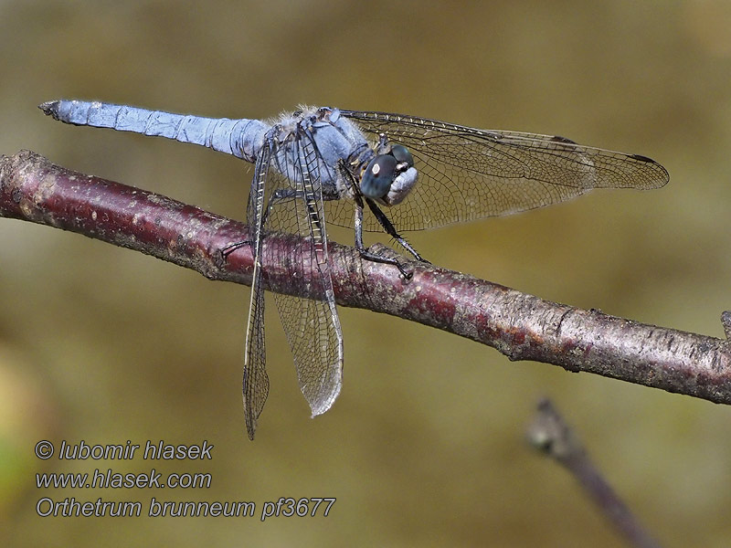 Orthetrum brunneum