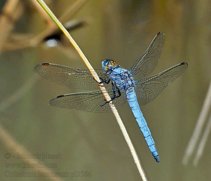 Orthetrum brunneum Vážka hnědoskvrnná