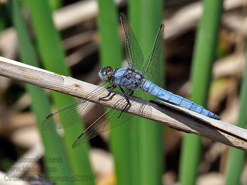 Orthetrum brunneum Vážka hnědoskvrnná