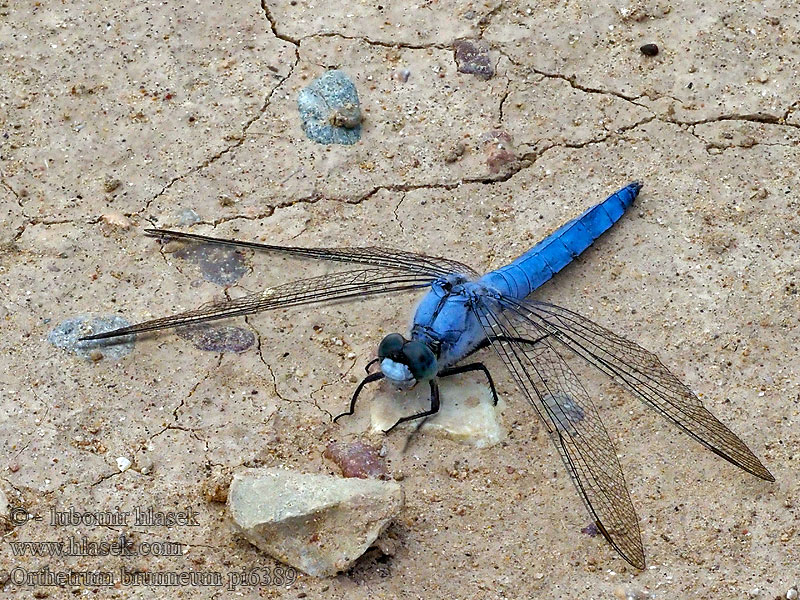 Orthetrum brunneum Vážka hnědoskvrnná