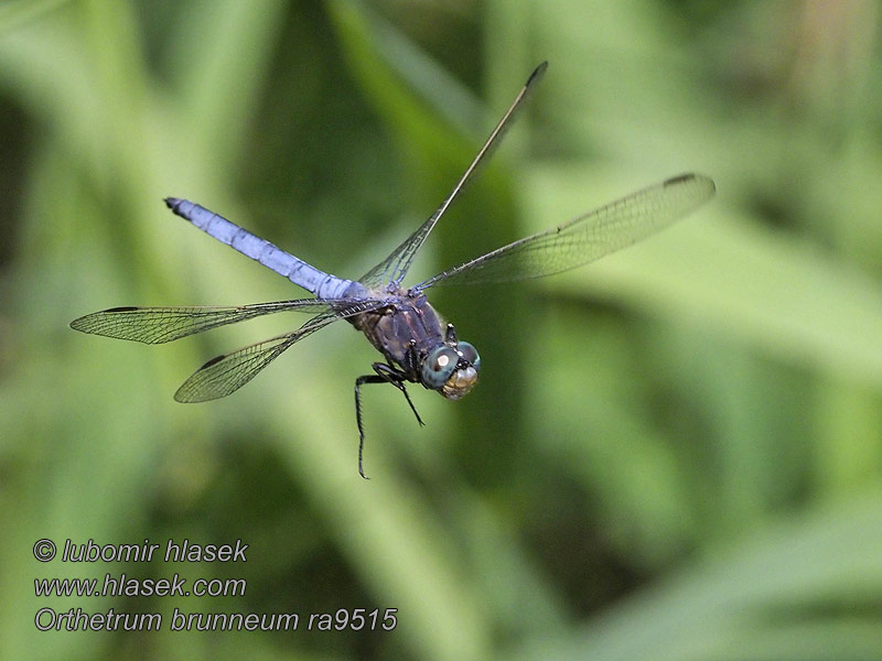 Orthetrum brunneum