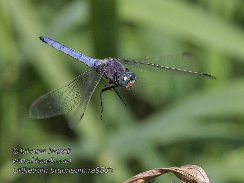 Orthetrum brunneum