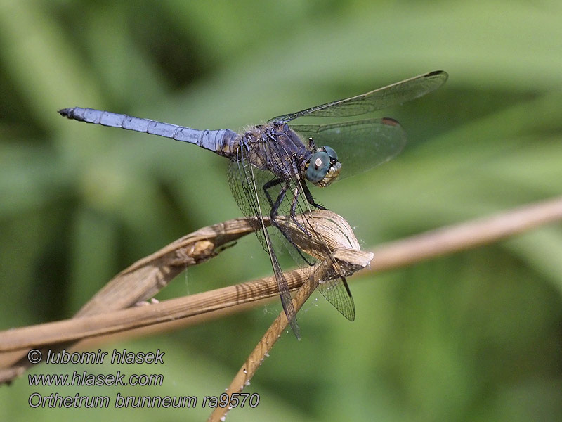 Orthetrum brunneum